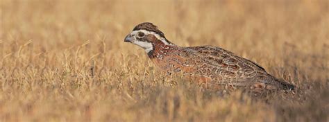 Northern Bobwhite Conservation: Saving an Iconic Bird and its Habitat