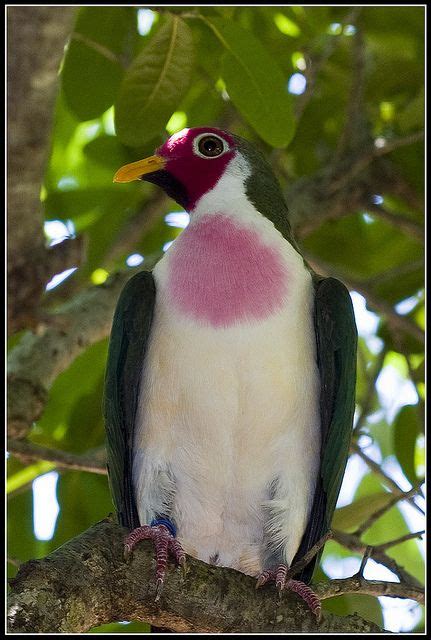 Male Jambu Fruit Dove | Cute birds, Pigeon bird, Most beautiful birds