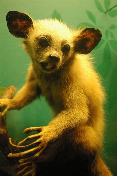 taxidermy aye aye | creepy taxidermy | Pinterest | Voodoo spells, Agree ...