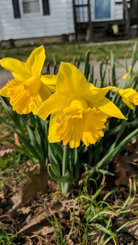 Beautiful Yellow Daffodils | Yellow daffodils, Daffodils, Plants