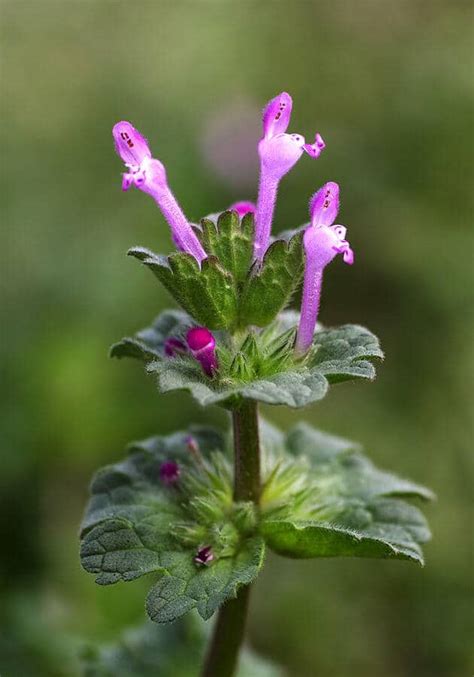 Henbit, The Elegant and Nutritious Wild Edible - Eat The Planet