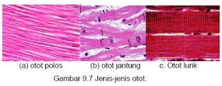 Struktur dan Fungsi Jaringan Otot Pada Hewan | Fungsi dan Info