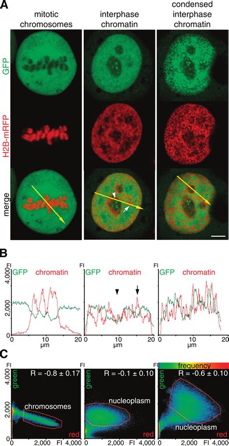 Chromatin condensation modulates access and binding of nuclear proteins ...