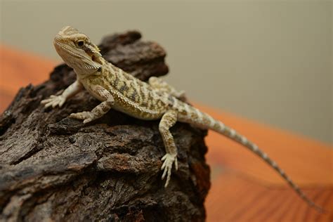 Small Animal Talk: Lizard medicine 101: How do you treat a sick bearded ...