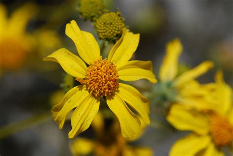 brittlebush insects – Growing With Science Blog