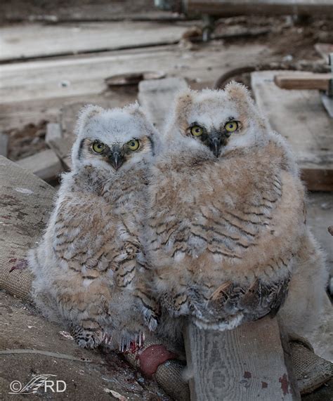 Great Horned Owl Fledglings and Juveniles « Feathered Photography