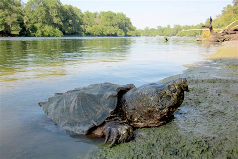 ‘Dinosaurs of the turtle world’ at risk in Southeast rivers – Research News