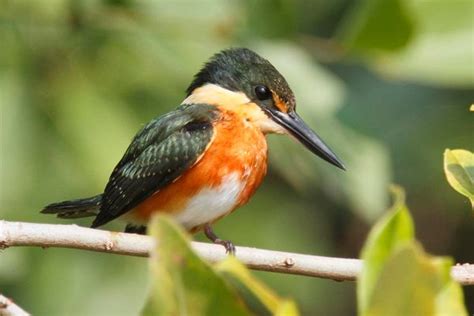 Costa Rica Birding Tours 2024 - 2025 by Local Experts, Costa Rica Focus