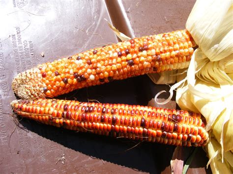 Eaton Rapids Joe: Harvesting some of the ornamental corn