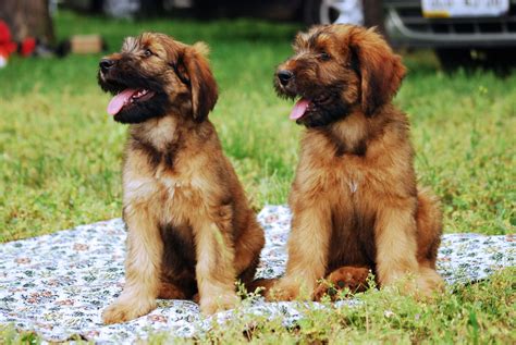 Briard Puppies Behavior And Characteristics In Different Months Until One Year