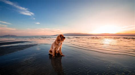 dog, sea, sitting, shore 4k - Free 4k Wallpapers - 40.000+ Free 4k ...