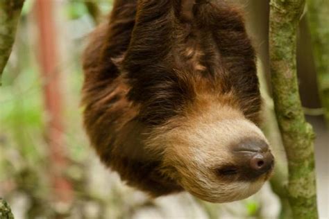 How Much Does a Sloth Sleep? - Sloth Sleeping Habits