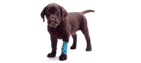 Torn ACL In Dogs: Causes, Symptoms, & Treatment