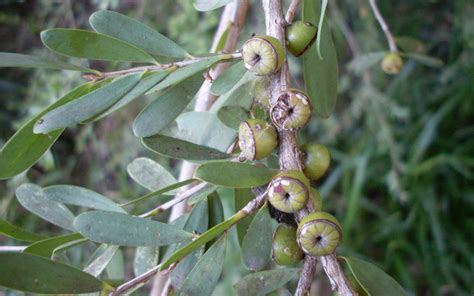 Coastal Tea Tree - ClimateWatch Australia- Citizen Science App