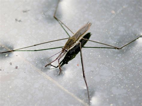 Water striders. — Stock Photo © pali137 #1379899