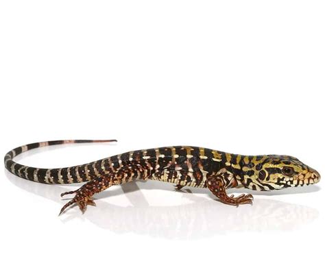 Baby Super Red Tegu for sale - Exotic Reptiles for Sale