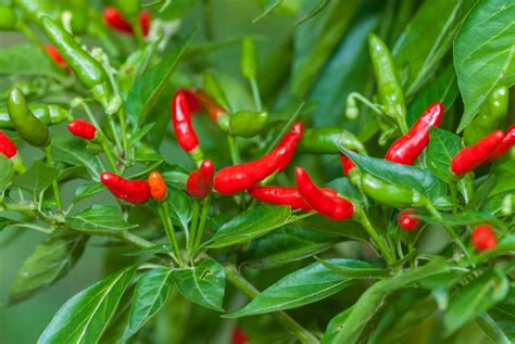 Ají De Jardín – Capsicum frutescens – Chilisorte