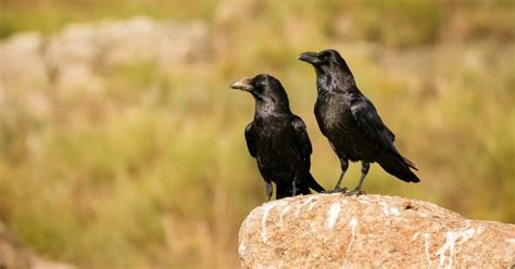 Crow Habits - AnimalBehaviorCorner