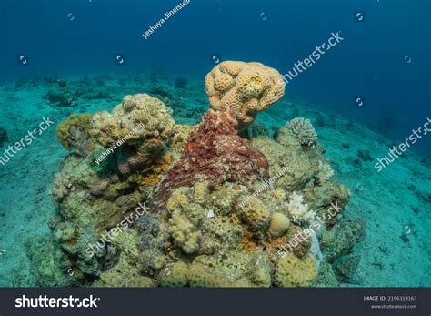 4,221 Octopus Camouflage Images, Stock Photos & Vectors | Shutterstock