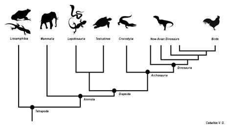 EVOLUTION - HONORS BIO Jeopardy Template