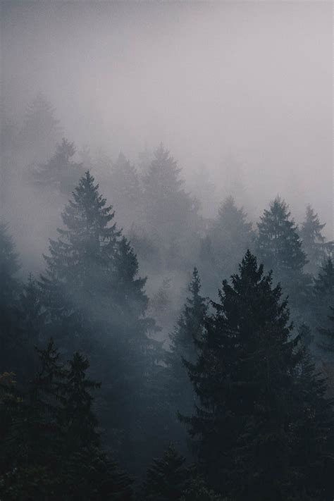 lvndscpe: “ Fog | by Thomas Griesbeck ” | Photography inspiration nature, Landscape, Nature ...