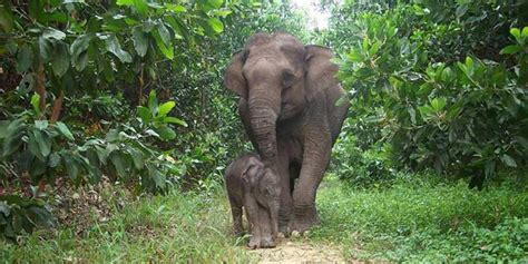 Wildlife in Andaman – List of National Parks in Andaman Islands