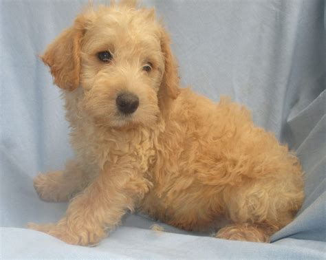 Schnoodle Dog Breeder & Puppies for Sale - New Windsor, MD | Windsor ...