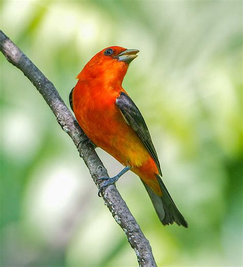 Birds (U.S. National Park Service)