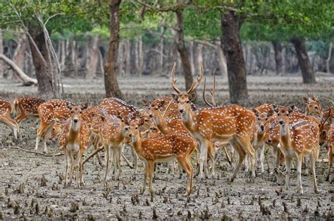 Sundarbans National Park in India: Essential Travel Guide