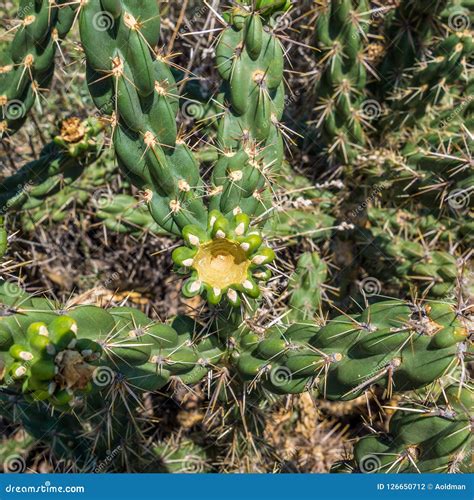 Cacti in the desert stock photo. Image of desert, garden - 126650712