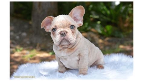 Unmasking the Charm of Wrinkly Dogs: Exploring the Canine World of ...