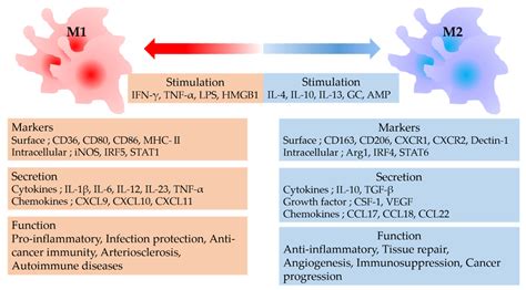 Macrophage Activation M1 M2