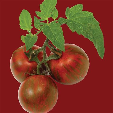 Tomato Black Krim – GROW FOLK