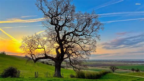 Oak Tree Wallpapers - Top Free Oak Tree Backgrounds - WallpaperAccess ...