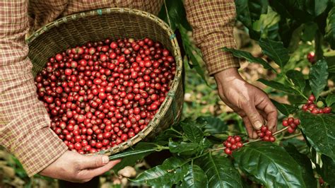 Best local coffee beans in the Philippines