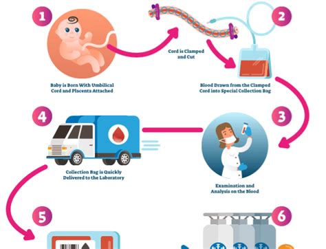 Cord blood – collection, storage, application. What is an umbilical ...