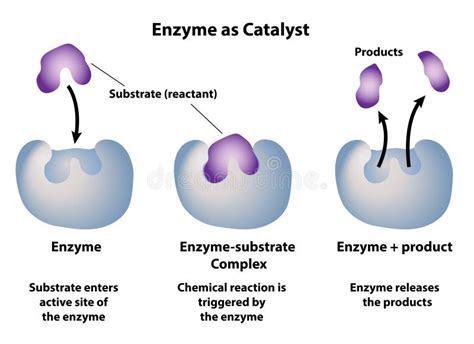 Enzyme Substrate Stock Illustrations – 538 Enzyme Substrate Stock Illustrations, Vectors ...