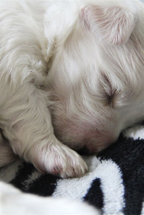 Maltese puppy sleepin #maltese puppy sleeping | Maltese puppy, Maltese, Canine family