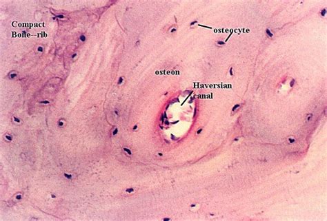 COMPACT BONE HISTOLOGY | Microanatomy Web Atlas | Gwen V. Childs, Ph.D.