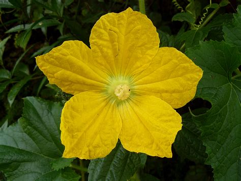 Cucumber Flower | Saw this cucumber flower growing wild outs… | Flickr