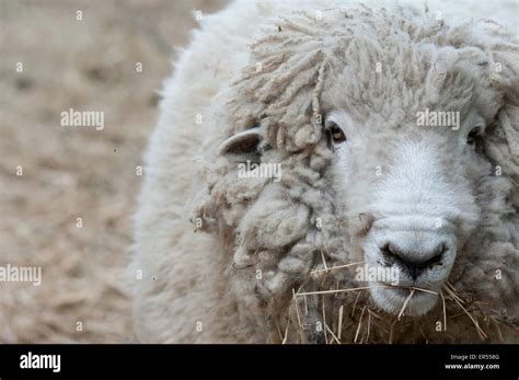 A sheep eating hay Stock Photo - Alamy