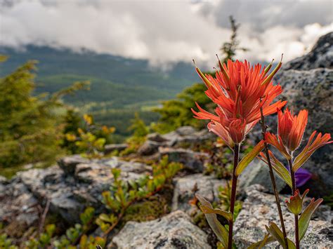 Mount Washington Alpine Resort - Summer