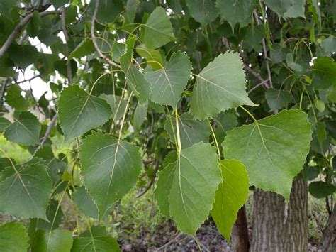 Populus Deltoides Fact Sheet