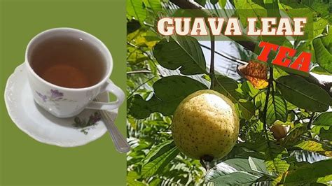 Guava Leaf BENEFITS / How to Make GUAVA LEAF TEA / SIDE EFFECTS of ...