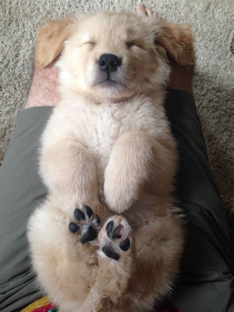 Being a puppy can be pretty tiring - Imgur | Cute baby animals, Cute baby dogs, Puppies