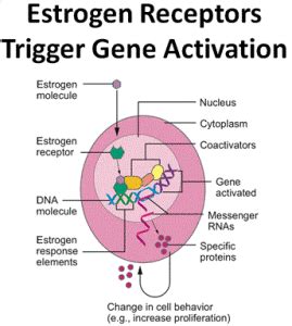 Types and side effects of hormone therapies for Breast cancer | Science online