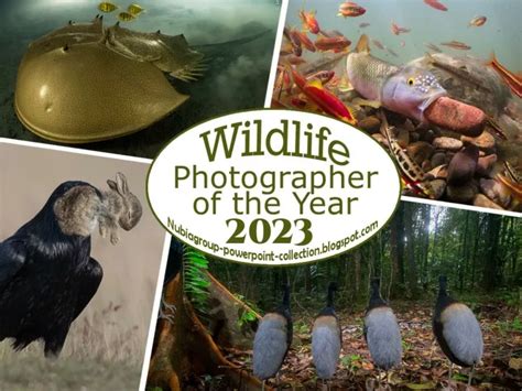 PPT - Wildlife Photographer of the Year 2023 PowerPoint Presentation ...