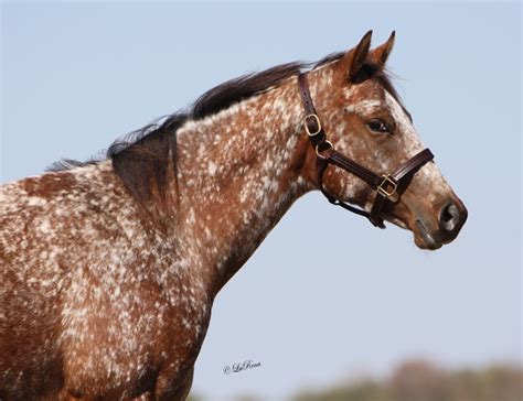 Snowflake Appaloosa Horse - | Appaloosa horses, Horses, Appaloosa