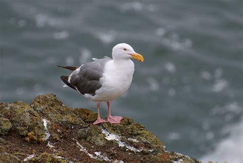 NW Bird Blog: Herring Gull