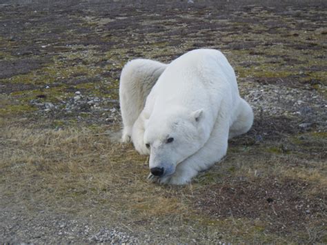 The Sad Animals in Zoos Myth | Owlcation